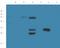 Coronin 2B antibody, orb182684, Biorbyt, Western Blot image 