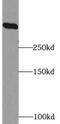 HECT, UBA And WWE Domain Containing E3 Ubiquitin Protein Ligase 1 antibody, FNab04084, FineTest, Western Blot image 