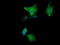 Mitogen-Activated Protein Kinase Kinase 1 antibody, LS-C788009, Lifespan Biosciences, Immunofluorescence image 