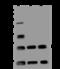 Ubiquitin Conjugating Enzyme E2 T antibody, 200909-T36, Sino Biological, Western Blot image 
