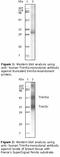 Tripartite Motif Containing 5 antibody, LS-C47147, Lifespan Biosciences, Western Blot image 