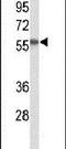 SAC1 Like Phosphatidylinositide Phosphatase antibody, PA5-26565, Invitrogen Antibodies, Western Blot image 