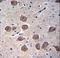 Catenin Delta 2 antibody, LS-C167134, Lifespan Biosciences, Immunohistochemistry frozen image 