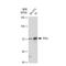 Transcription Factor Binding To IGHM Enhancer 3 antibody, GTX03229, GeneTex, Western Blot image 