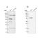 BAI1 Associated Protein 2 antibody, NBP1-88710, Novus Biologicals, Western Blot image 