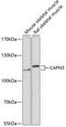 Calpain 3 antibody, A02170, Boster Biological Technology, Western Blot image 