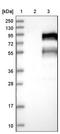 Tight junction-associated protein 1 antibody, NBP1-80902, Novus Biologicals, Western Blot image 