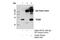 TP53 Induced Glycolysis Regulatory Phosphatase antibody, 14751S, Cell Signaling Technology, Immunoprecipitation image 