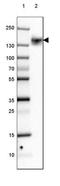 ATPase Plasma Membrane Ca2+ Transporting 1 antibody, NBP1-87261, Novus Biologicals, Western Blot image 