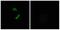 Olfactory Receptor Family 10 Subfamily G Member 9 antibody, A30856, Boster Biological Technology, Western Blot image 