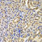 NFKB Inhibitor Alpha antibody, LS-C331335, Lifespan Biosciences, Immunohistochemistry frozen image 