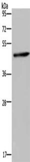 Homer Scaffold Protein 1 antibody, CSB-PA824881, Cusabio, Western Blot image 