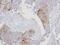 Exportin 7 antibody, NBP1-32350, Novus Biologicals, Immunohistochemistry paraffin image 