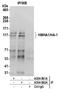 Rho GTPase Activating Protein 45 antibody, A304-862A, Bethyl Labs, Immunoprecipitation image 