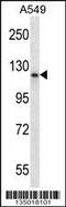 PMS1 Homolog 1, Mismatch Repair System Component antibody, 58-143, ProSci, Western Blot image 