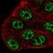 Serine Palmitoyltransferase Small Subunit B antibody, HPA047712, Atlas Antibodies, Immunofluorescence image 