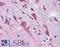 Lysine Demethylase 1A antibody, LS-B1777, Lifespan Biosciences, Immunohistochemistry frozen image 