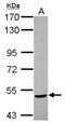 Aminopeptidase Like 1 antibody, NBP2-19570, Novus Biologicals, Western Blot image 