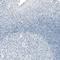 Prolactin antibody, NBP2-76502, Novus Biologicals, Immunohistochemistry paraffin image 