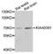 Protein Only RNase P Catalytic Subunit antibody, PA5-76469, Invitrogen Antibodies, Western Blot image 