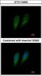 Fumarylacetoacetate Hydrolase antibody, GTX114400, GeneTex, Immunofluorescence image 