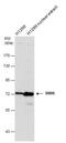 SNF Related Kinase antibody, NBP1-33392, Novus Biologicals, Western Blot image 