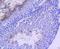 Nibrin antibody, A00732S343-1, Boster Biological Technology, Immunohistochemistry frozen image 