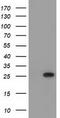 MOB Kinase Activator 3B antibody, LS-C115475, Lifespan Biosciences, Western Blot image 