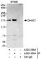 DExH-Box Helicase 57 antibody, NBP1-28693, Novus Biologicals, Western Blot image 
