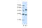 WD Repeat Domain 6 antibody, ARP41313_P050, Aviva Systems Biology, Western Blot image 