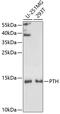 Parathyroid Hormone antibody, GTX32772, GeneTex, Western Blot image 