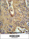 IL-5R-alpha antibody, 61-848, ProSci, Immunohistochemistry paraffin image 