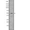 Paired Box 6 antibody, abx217650, Abbexa, Western Blot image 