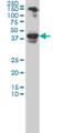 Neuronal Differentiation 1 antibody, H00004760-M01, Novus Biologicals, Western Blot image 