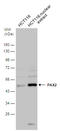 Paired Box 2 antibody, GTX133116, GeneTex, Western Blot image 