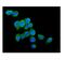 Cytochrome C, Somatic antibody, M03529-5, Boster Biological Technology, Immunofluorescence image 