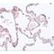 Pleckstrin Homology And RUN Domain Containing M1 antibody, LS-C108622, Lifespan Biosciences, Immunohistochemistry frozen image 