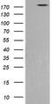 Phosphatidylinositol-4-Phosphate 3-Kinase Catalytic Subunit Type 2 Beta antibody, TA506011S, Origene, Western Blot image 