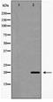 Interleukin 17B antibody, TA347868, Origene, Western Blot image 