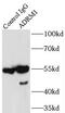 Adhesion Regulating Molecule 1 antibody, FNab00182, FineTest, Immunoprecipitation image 
