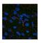 Leptin antibody, NBP1-59324, Novus Biologicals, Immunofluorescence image 