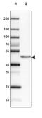 Macrophage Receptor With Collagenous Structure antibody, PA5-64134, Invitrogen Antibodies, Western Blot image 