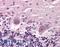 Cerebellar Degeneration Related Protein 2 antibody, LS-C141550, Lifespan Biosciences, Immunohistochemistry frozen image 