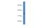 Hydroxysteroid Dehydrogenase Like 1 antibody, A12131, Boster Biological Technology, Western Blot image 