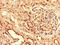 FIR antibody, CSB-PA883409LA01HU, Cusabio, Immunohistochemistry frozen image 