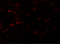 Transmembrane Protein 184B antibody, 5683, ProSci Inc, Immunofluorescence image 