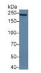 Protein Tyrosine Phosphatase Receptor Type Z1 antibody, LS-C687956, Lifespan Biosciences, Western Blot image 