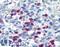 F-Box And WD Repeat Domain Containing 7 antibody, LS-B2909, Lifespan Biosciences, Immunohistochemistry paraffin image 