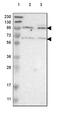 Cadherin-18 antibody, HPA014416, Atlas Antibodies, Western Blot image 