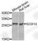 SRY-Box 14 antibody, A7217, ABclonal Technology, Western Blot image 